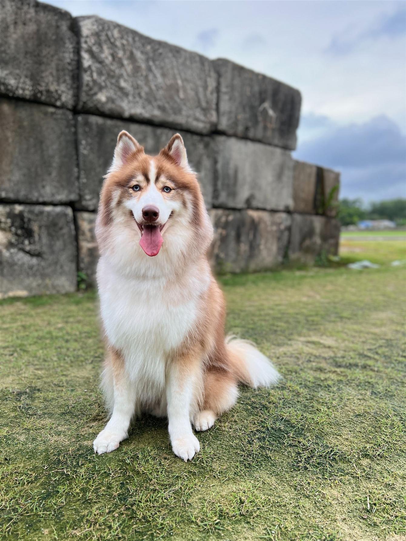 Kostenloses Stock Foto zu auge, draußen, flaumig