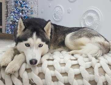 Husky